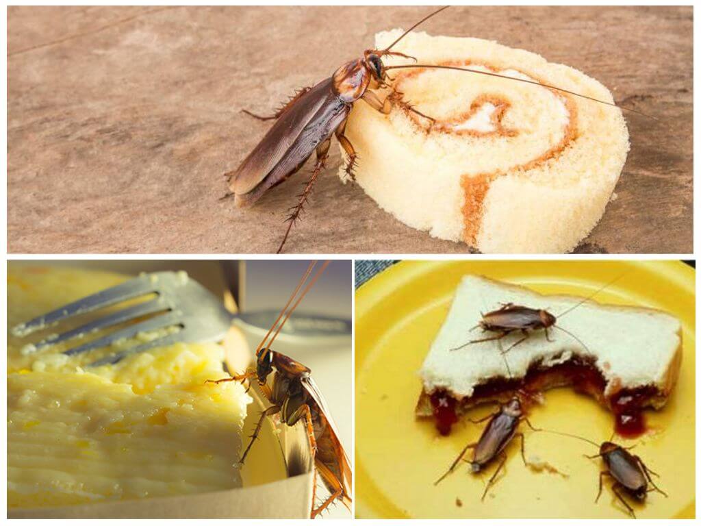 Чем питаются домашние тараканы, что из еды любят больше всего