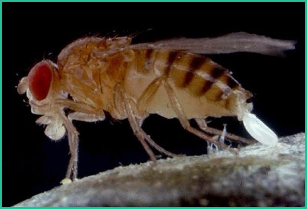 Дрозофилы: как избавиться от назойливых мух, ловушки и другие средства