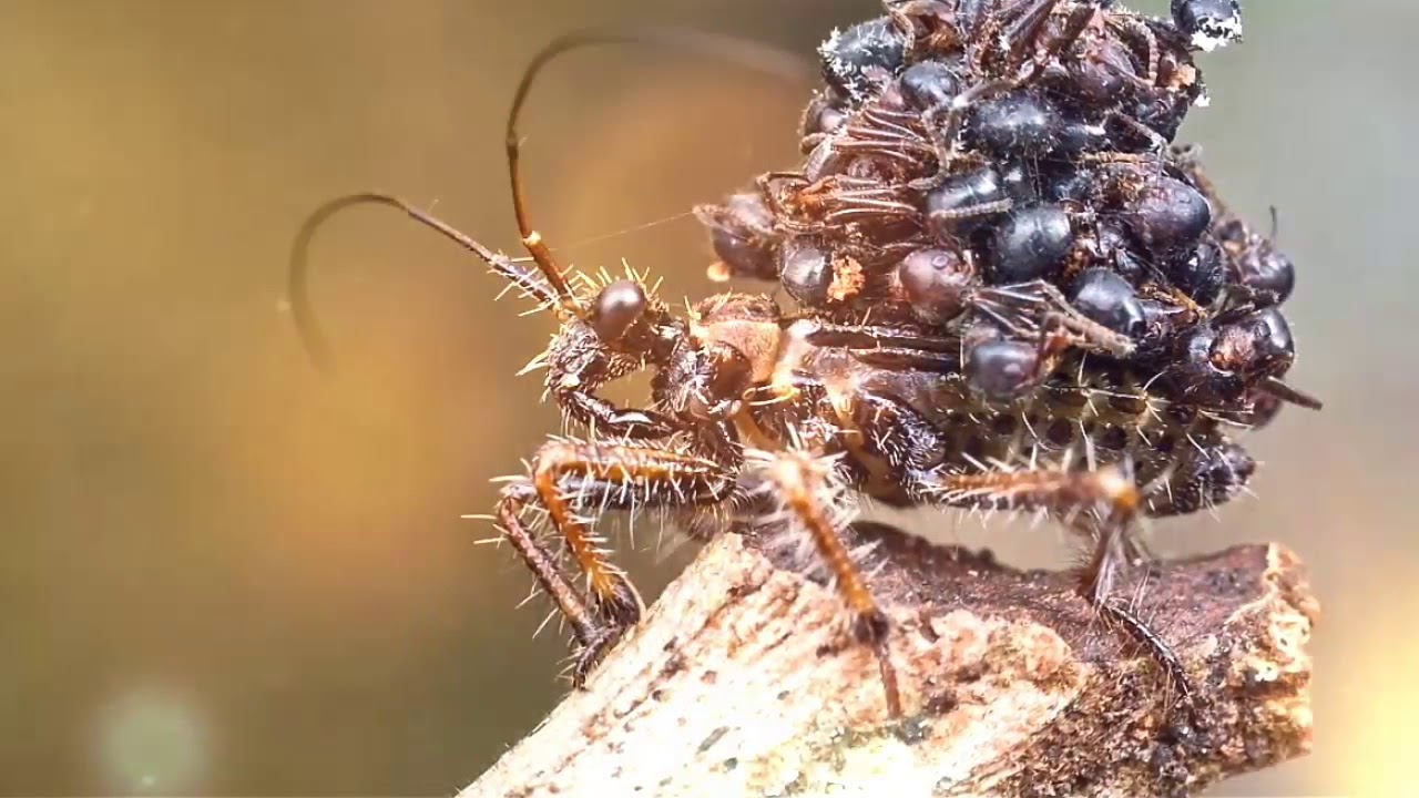 Какое самое опасное насекомое в мире?
