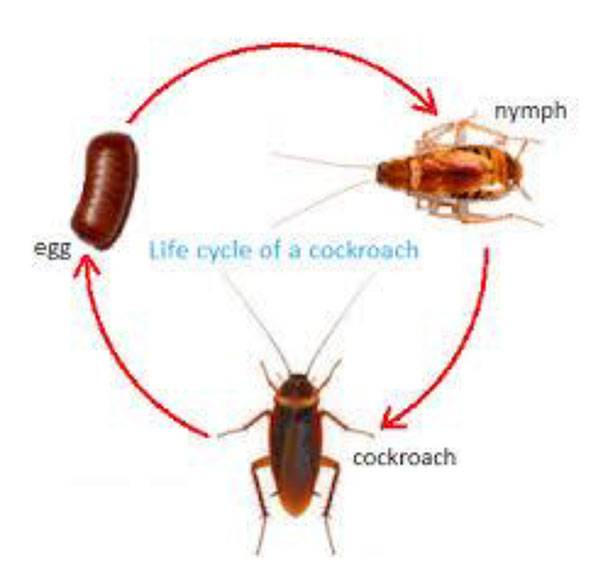 Сколько живут домашние тараканы - этапы развития