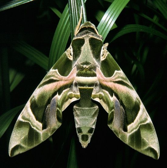 Бражник олеандровый: интересные факты, особенности вида. бражник бабочка