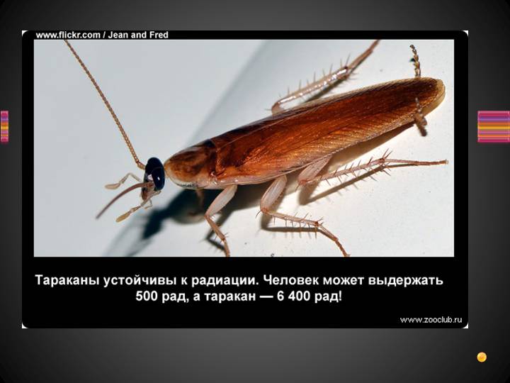 19 удивительных фактов о тараканах