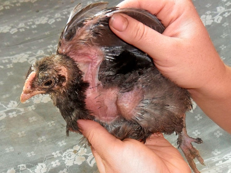 Куриные клещи: виды, как избавиться и опасны ли они для человека