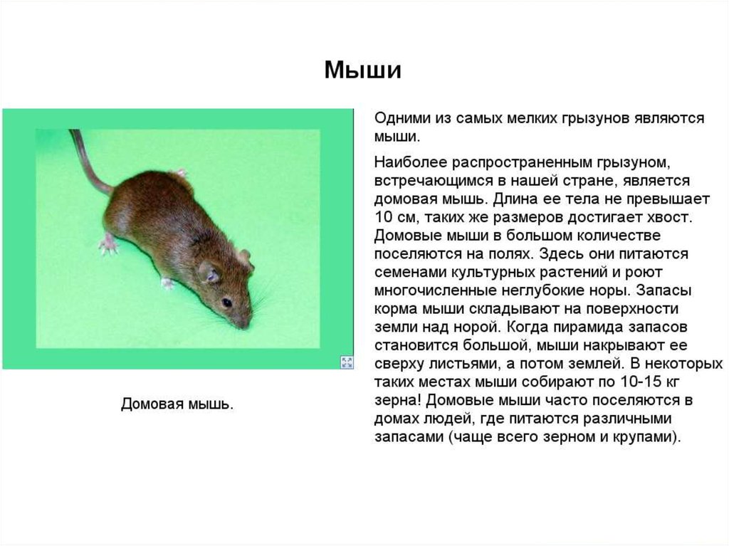 Как ухаживать за мышами - wikihow