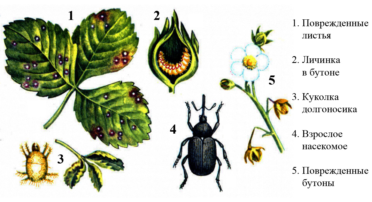 Болезни и вредители клубники описание с фотографиями и способы лечения