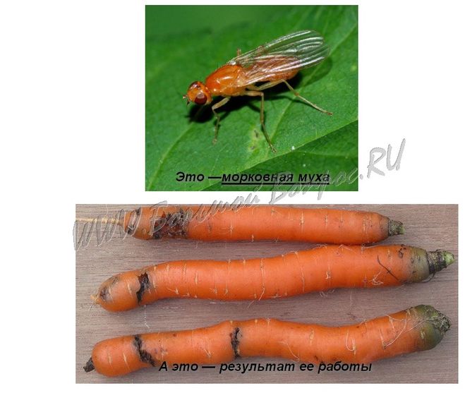 Как поступить с урожаем моркови, в которой завелась морковная муха