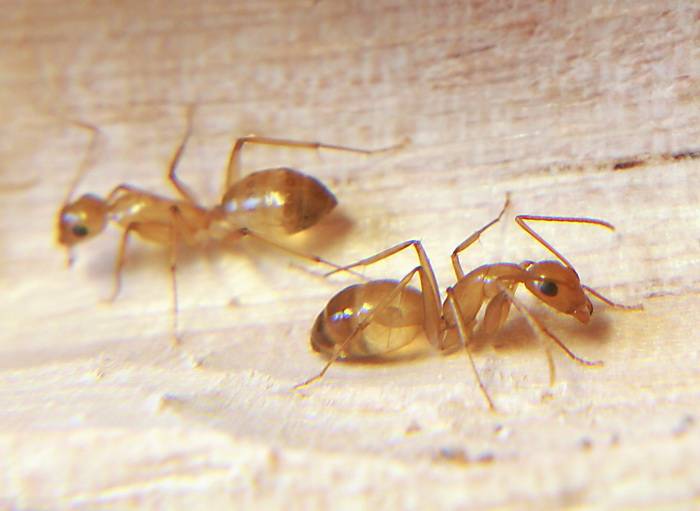 Какие существуют виды муравьев, их особенности