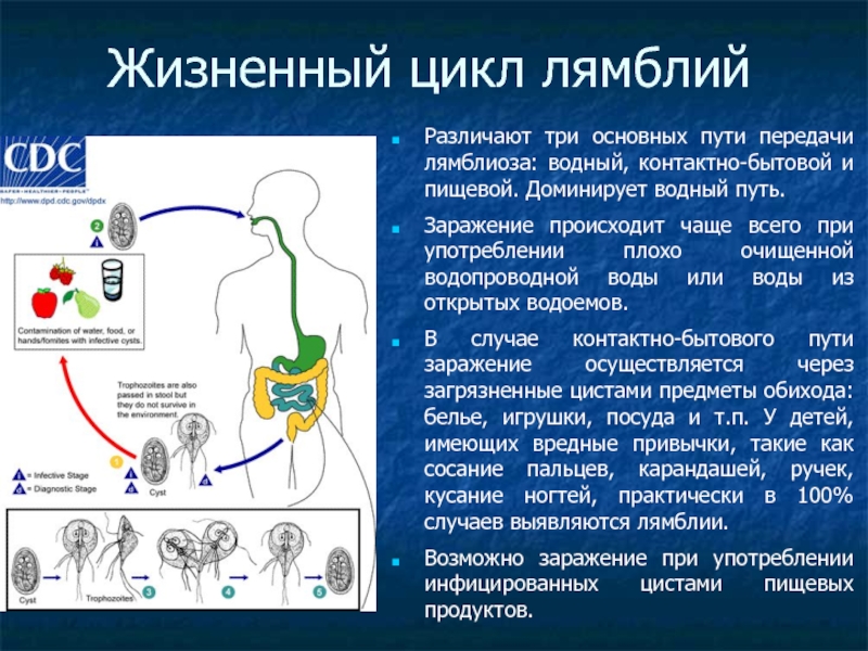 Как передаются человеку лямблии