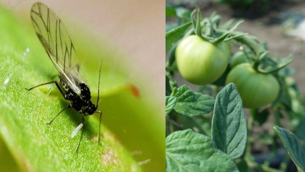 Тля на помидорах: чем опрыскивать рассаду, во время цветения