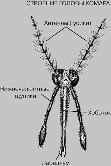 Строение комара: особенности развития - жизненный цикл