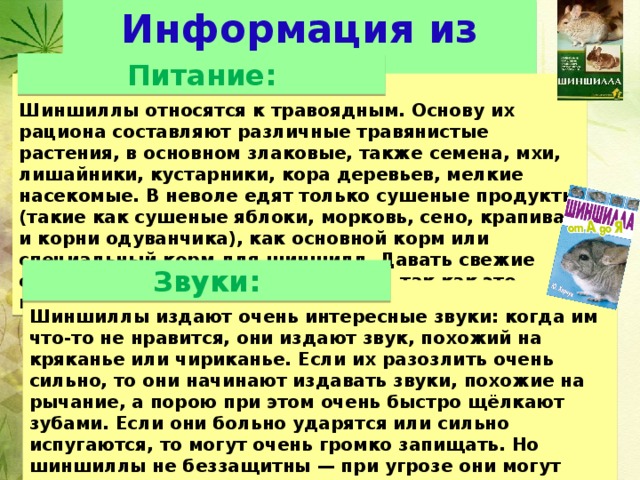 Чем питаются мыши