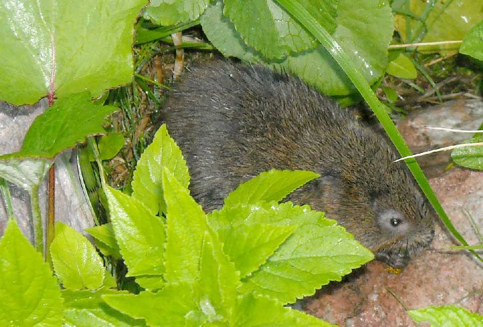 Речные крысы: название, фото с описанием, характеристика - truehunter.ru
