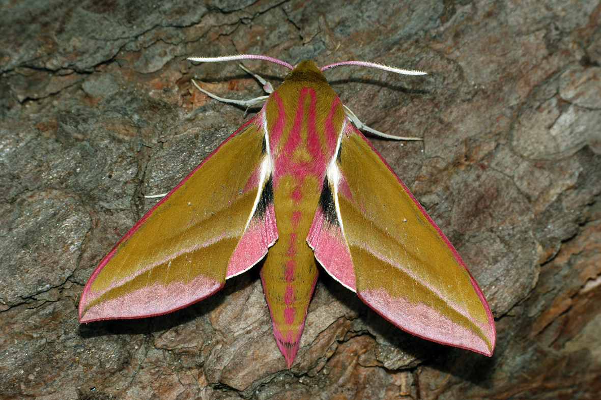 Бражник языкан (фото): особенности и образ жизни необычной бабочки