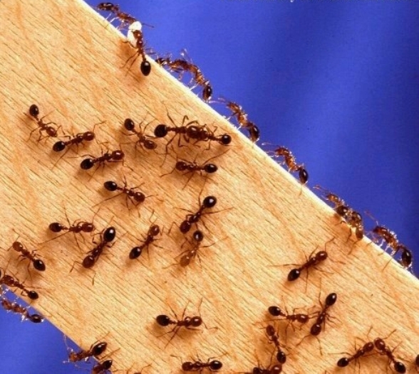 Что делают муравьи зимой. как и где зимуют муравьи? | зелёный сад