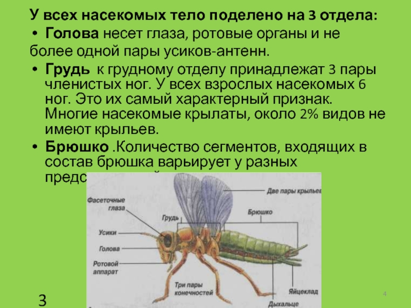 Сколько ног у комнатной мухи. почему муха потирает лапки? важность мух в природе.