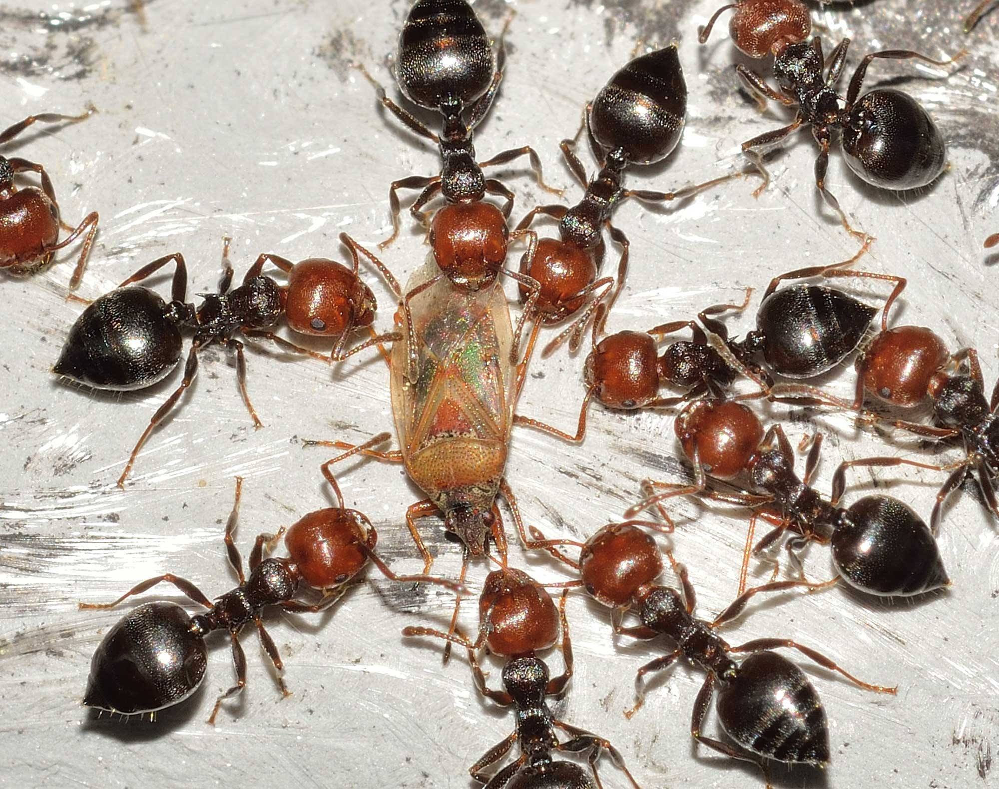 Продолжительность жизни муравьев в разных условиях существования