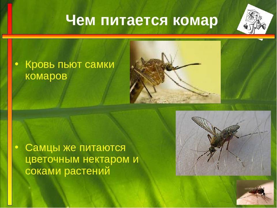 Образ жизни комара и его роль в природе