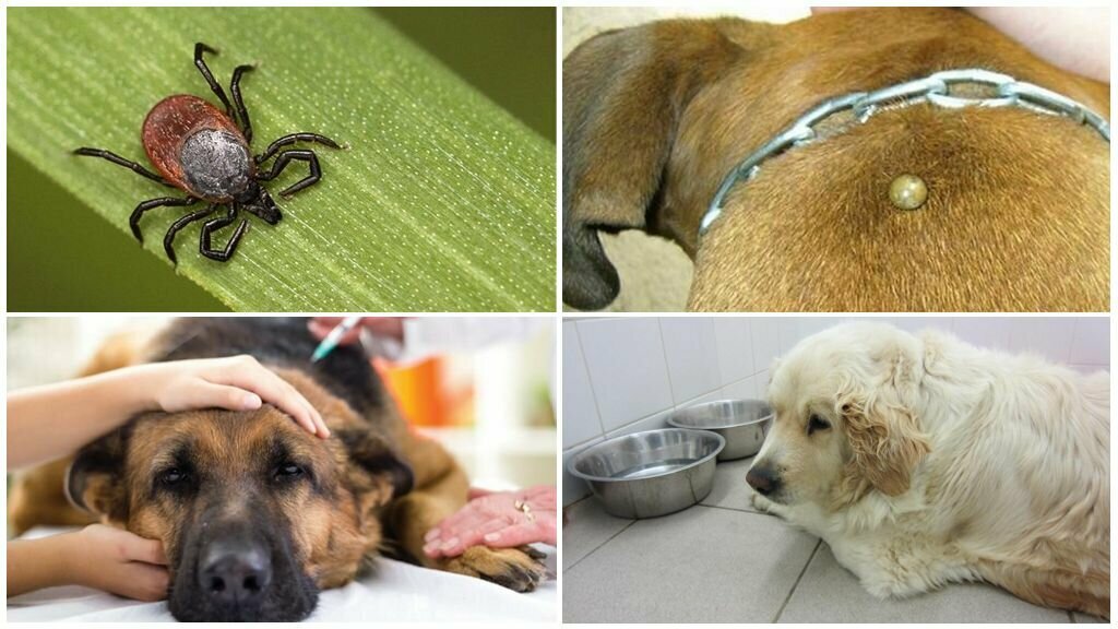 Что делать, если собаку покусали комары и мошки