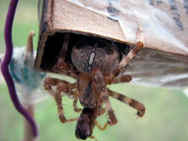 Чем питаются пауки в квартире и в дикой природе, рацион