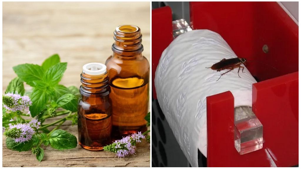 10 вещей, которые боятся и не любят блохи в доме: какой запах отпугивает насекомых