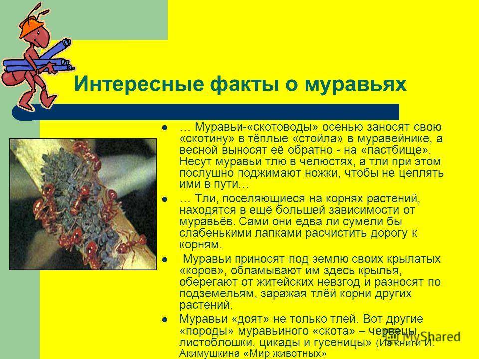 Интересные сведения о человеке. Факты про муравьёв. Интересные факты о муравьях. Удивительные факты о муравьях. Интересные факты о муравьях для детей.