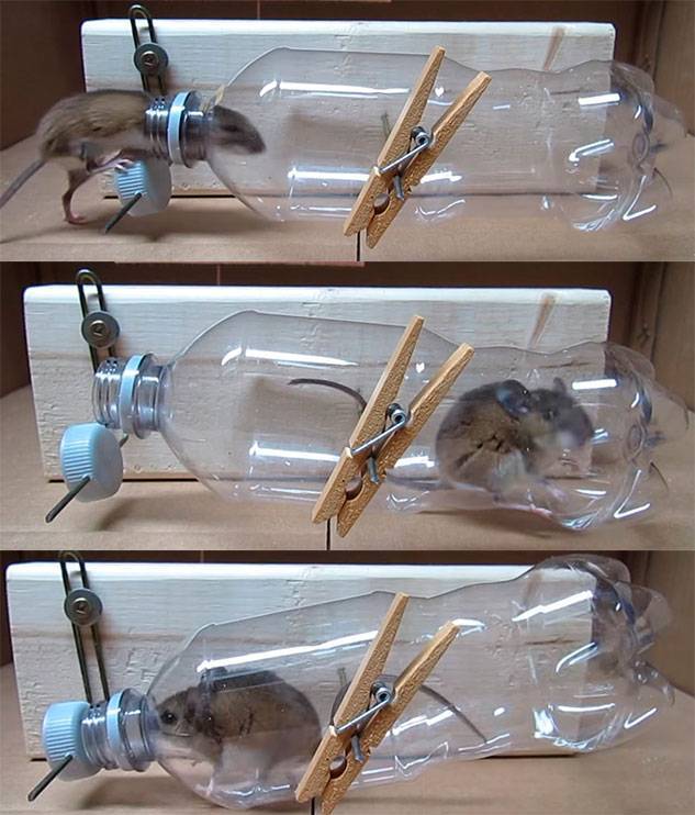 Как поймать мышь в квартире без мышеловки?