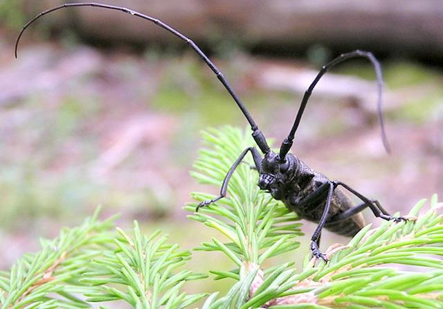 Черные жуки усачи – опасные вредители хвои