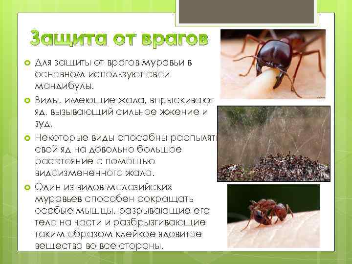15 удивительных фактов о муравьях :: инфониак