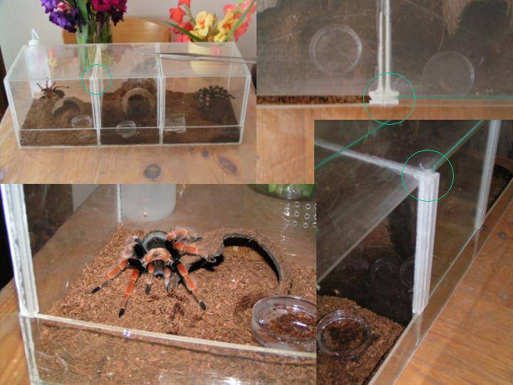 Домашний паук или домовой (комнатный) — какие живут в квартирах, разновидности.