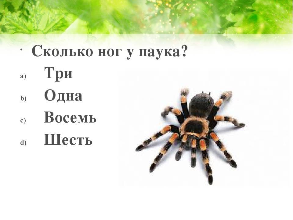 Ноги пауков, разновидности конечностей, виды членистоногих в россии, ядовитые особи