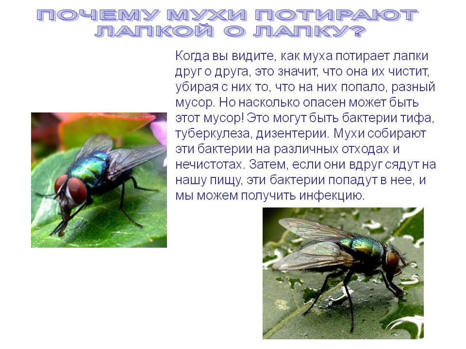 Почему мухи трут лапки и что это им даёт?