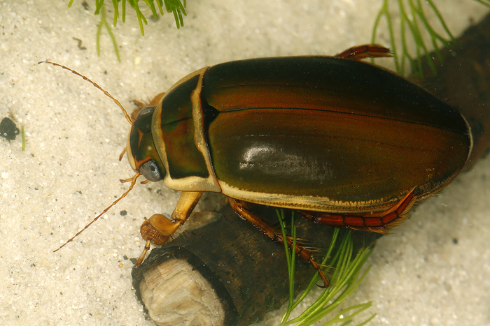Плавунец жук насекомое. описание, особенности, виды, образ жизни и среда обитания плавунца