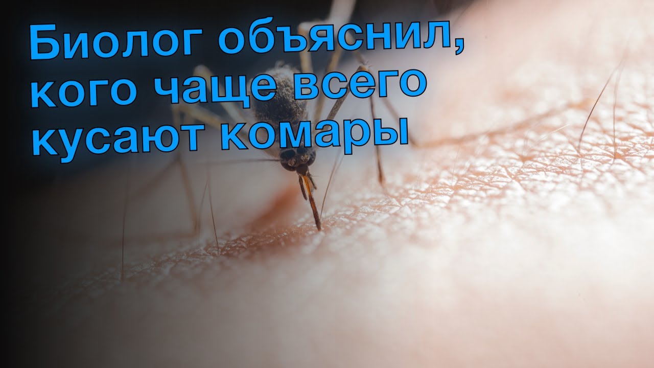 Какую кровь кусают комары. Кого кусают комары чаще всего. Кого комары кусают чаще группа крови. Каких людей любят кусать комары. Кого не кусают комары группа крови.