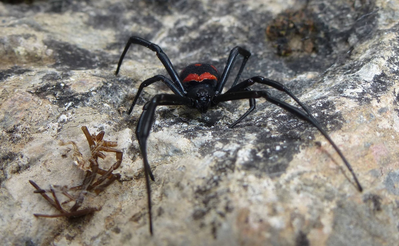 15 самых опасных пауков в мире | fresher - лучшее из рунета за день