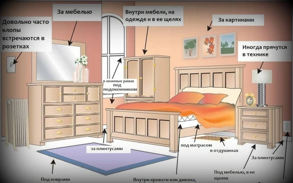 Как быстро обнаружить постельных клопов в квартире. как узнать есть ли клопы в квартире