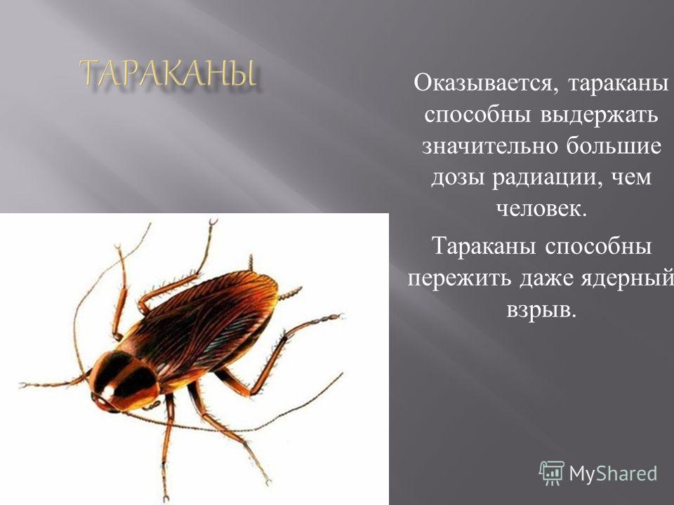 Рыжий таракан. образ жизни и среда обитания рыжего таракана | животный мир