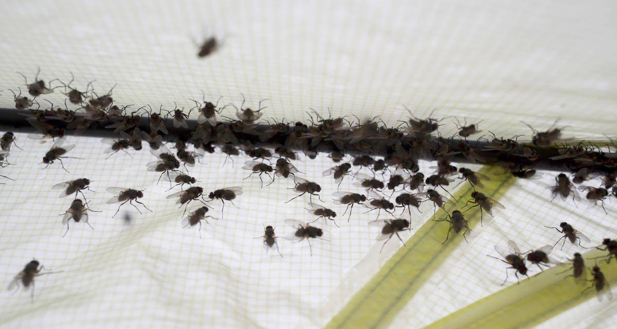 Причины появления мух в квартирах