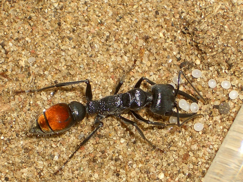 Самые опасные муравьи в мире: какие насекомые являются насекомыми убийцами