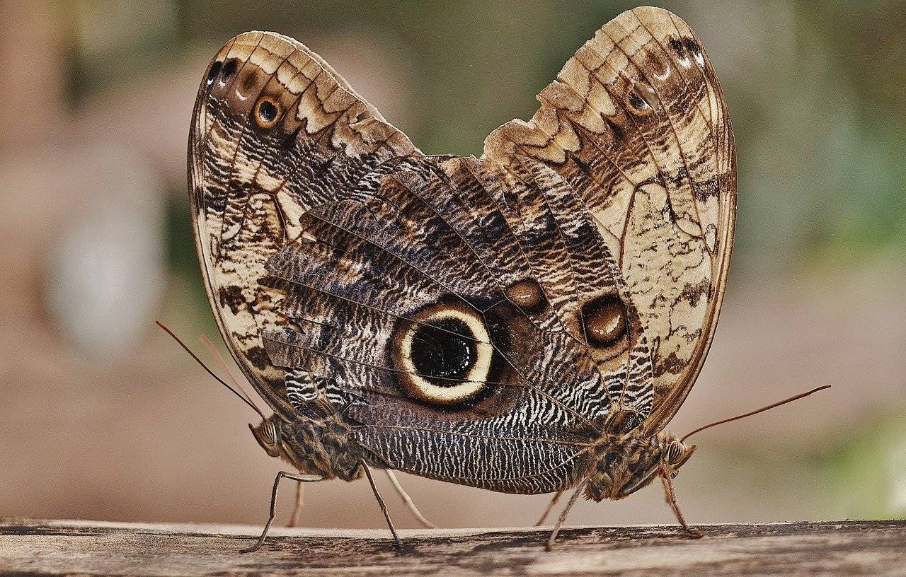 Бабочка бражник мертвая голова: сколько живет, среда обитания, образ жизни