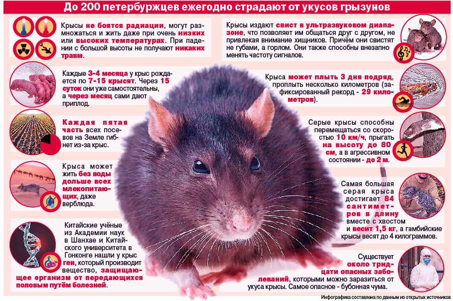 Какие виды крыс наиболее опасные для человека?