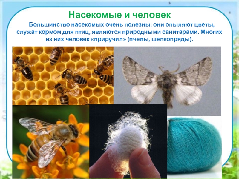 Какая роль в природе у насекомых? :: syl.ru
