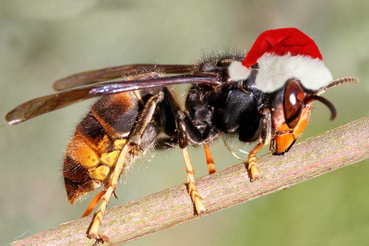 Как зимуют осы: места, спячка, особенности и опасность