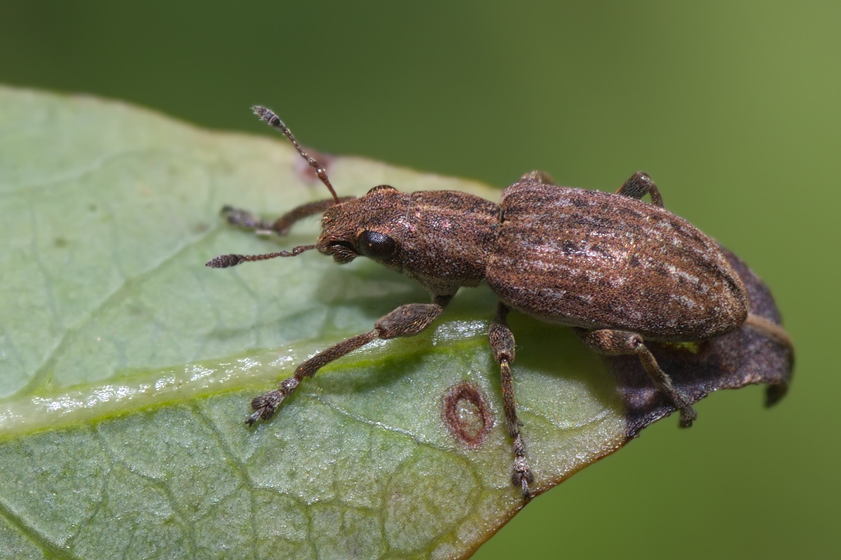 Мраморный клоп насекомое. описание, особенности, виды и способы борьбы с вредителем