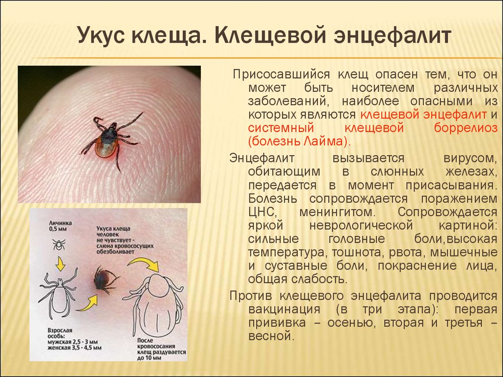 Перечень и признаки болезней после укуса клеща