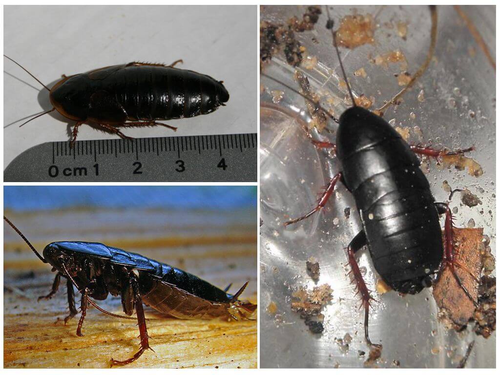 Как избавиться от больших чёрных тараканов в квартире