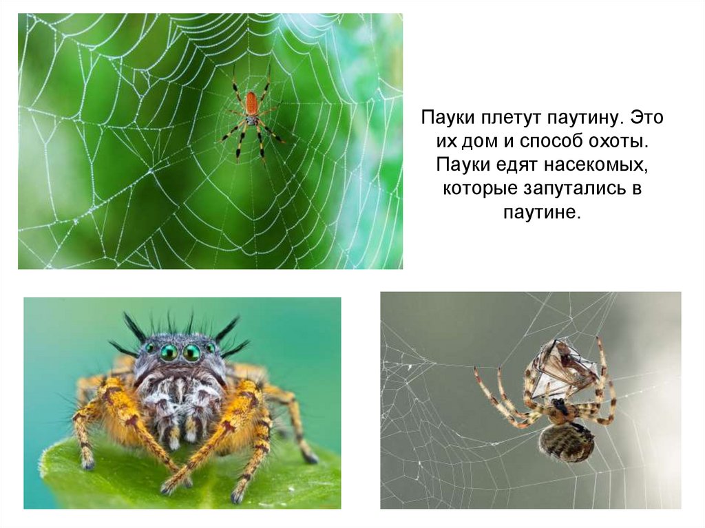 Почему пауки плетут паутину? описание, фото и видео  - «как и почему»
