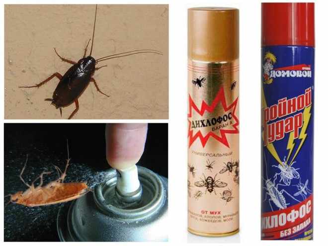Борьба с тараканами при помощи дихлофоса. как травить тараканов? помогает или нет? меры безопасности при обработке