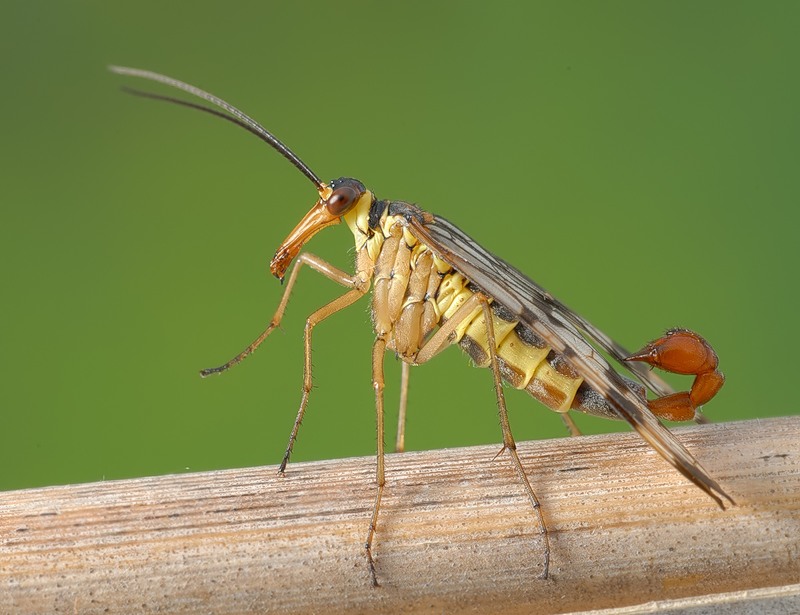Скорпионница: образ жизни и строение тела необычных насекомых