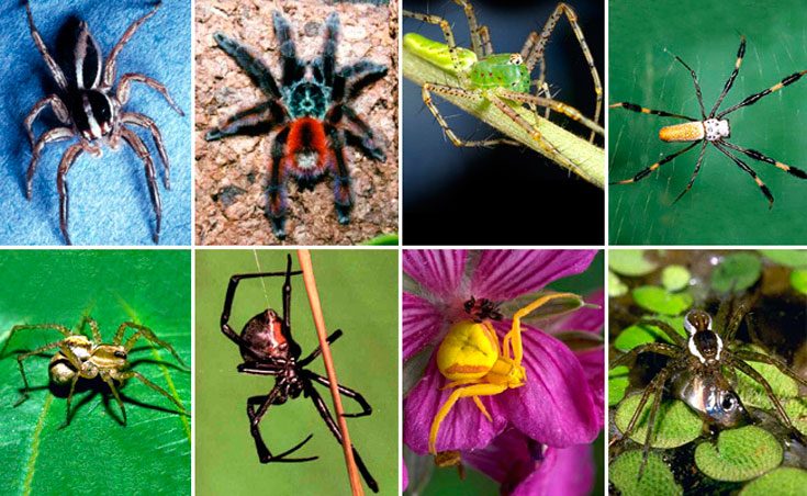 К какому классу относятся пауки — факты и виды