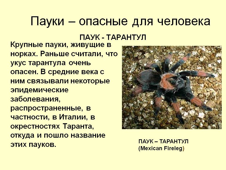 Укус тарантула для человека: чем опасен укус, что делать при укусе